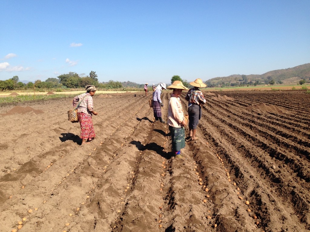 Firehorse instructed farmers in Shan State, Mynanmar, on Global GAP (Good Agricultural Practices) to ensure smallholders could meet commercial quality standards. Linking smallholders directly to corporate buyers lifted revenue for villages in Shan State.